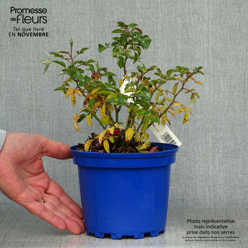 Example of Rosier Décorosiers Isalia Pot de 2L/3L as you get in automne