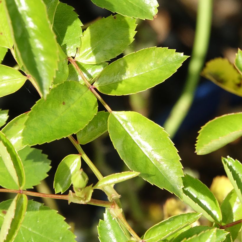 Rosier Décorosiers Isalia (Foliage)