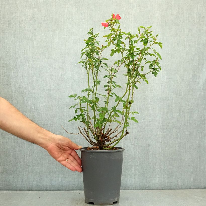 Example of Rosier Décorosiers Isalia Pot de 4L/5L as you get in ete