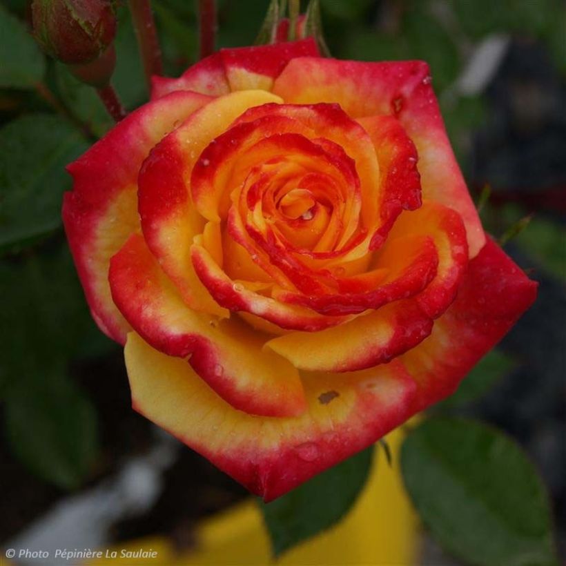 Rosier Flamina - Rosier buisson à fleurs groupées (Flowering)