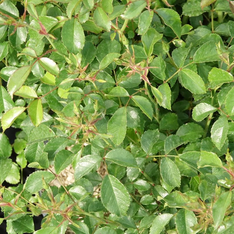 Rosier Fortuna (Foliage)