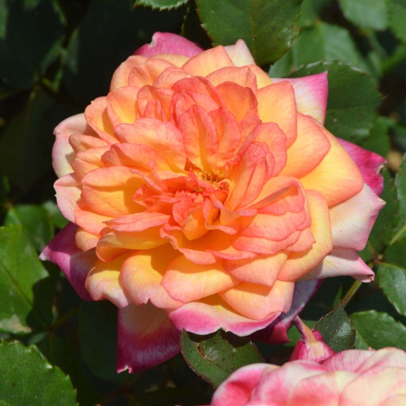 Rosier Generosa Laurent Voulzy (Flowering)