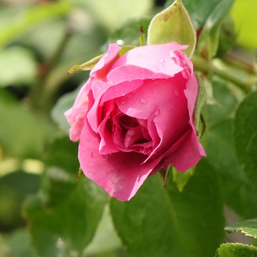 Rosier Generosa Paul Bocuse (Flowering)