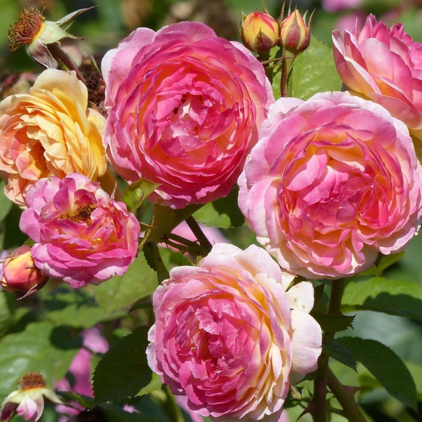 Rosier Generosa Rosomane Janon (Flowering)