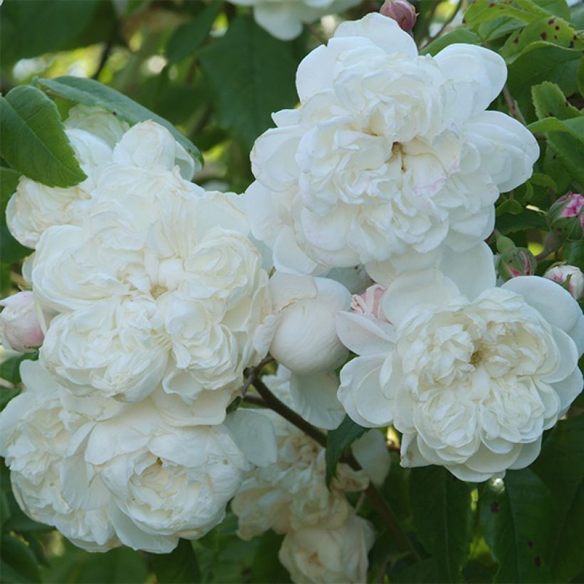 Rosier grimpant Aimée Vibert (Flowering)