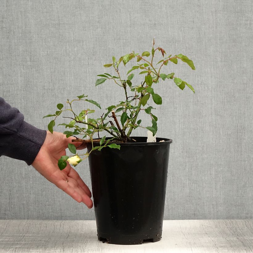 Example of Rosier grimpant Aimée Vibert Pot de 4L/5L as you get in ete