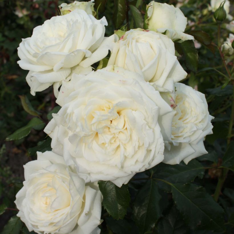 Rosier grimpant Alaska  (Flowering)