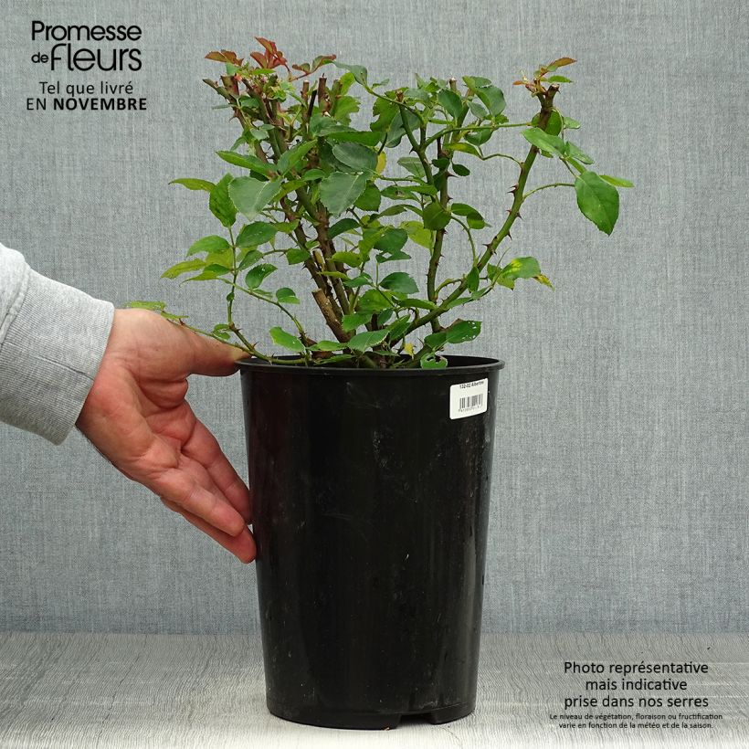 Example of Rosier grimpant Albertine Pot de 4L/5L as you get in automne
