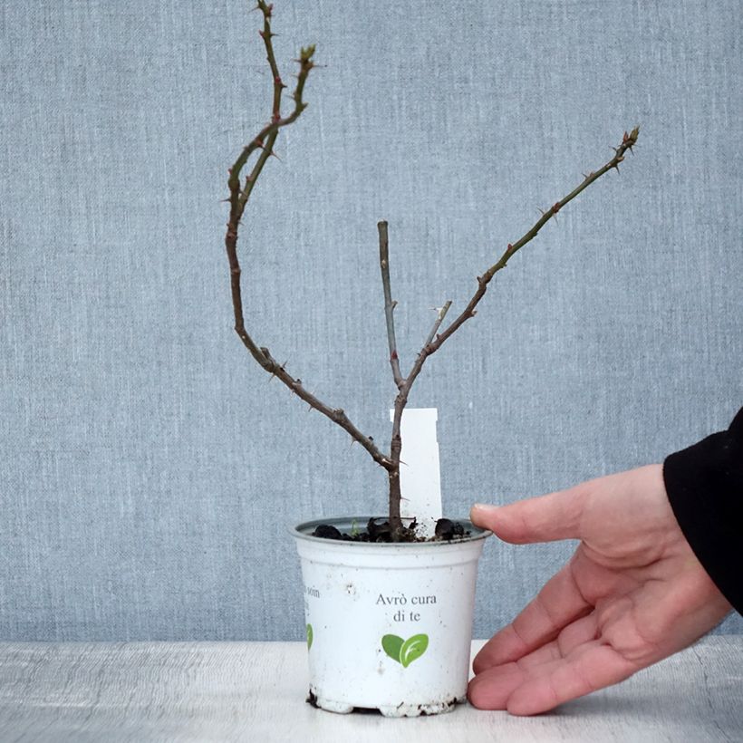 Example of Rosier grimpant Aloha de Kordes KORwesrug Pot de 10 cm/11cm as you get in hiver