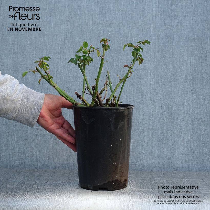 Example of Rosier grimpant American Pillar Pot de 4L/5L as you get in automne