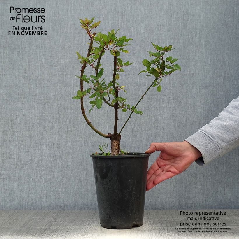 Example of Rosier grimpant anglais Little Rambler Pot de 4L/5L as you get in automne