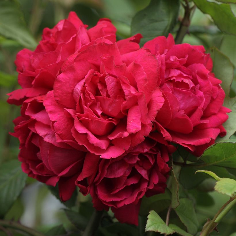 Rosier grimpant Blaze Superior (Blaze Improved, Demokracie) (Flowering)