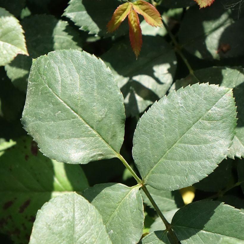 Rosier grimpant Cherry Explosion (Foliage)