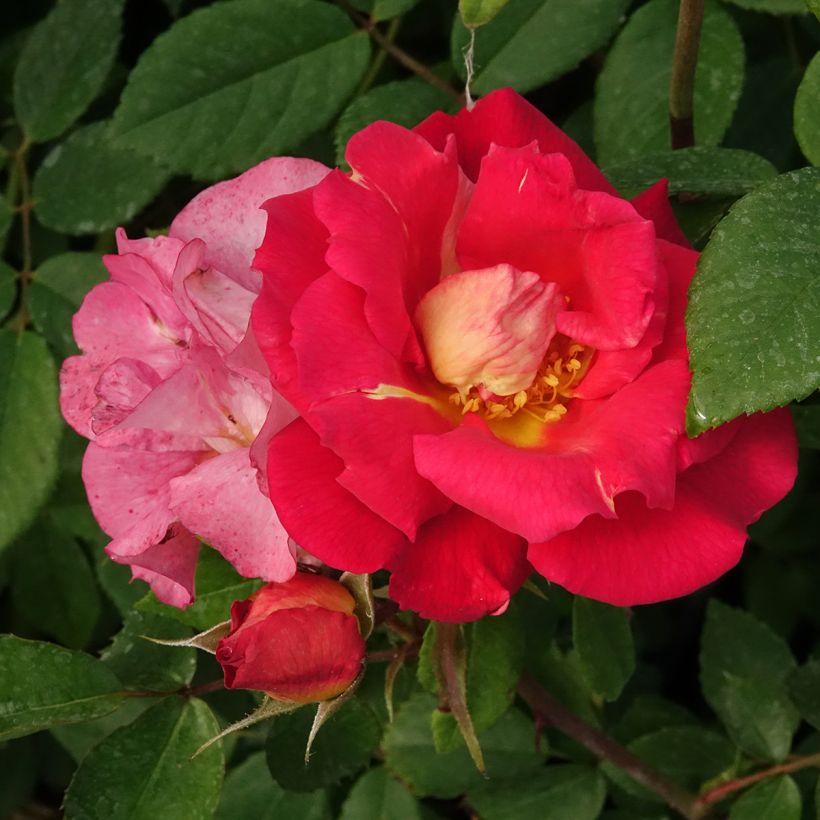 Rosier grimpant Climbing Max Bajazzo® (Flowering)