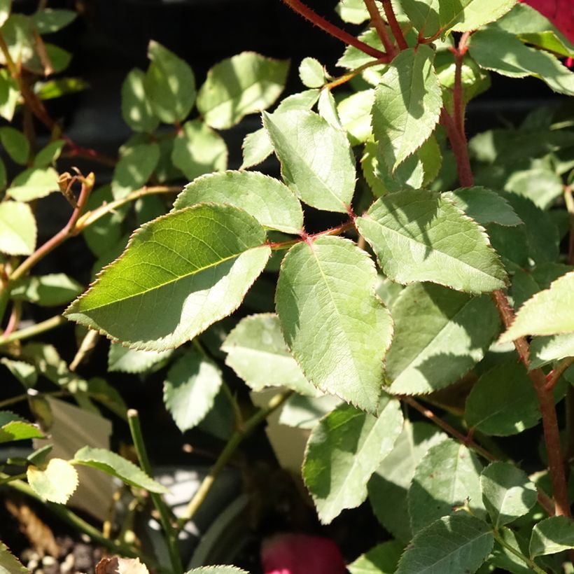 Rosier grimpant Cocktail (Foliage)