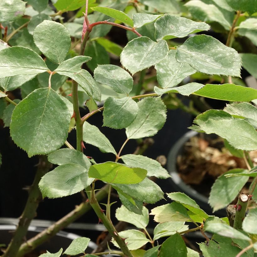 Rosier grimpant Dentelle de Malines (Foliage)