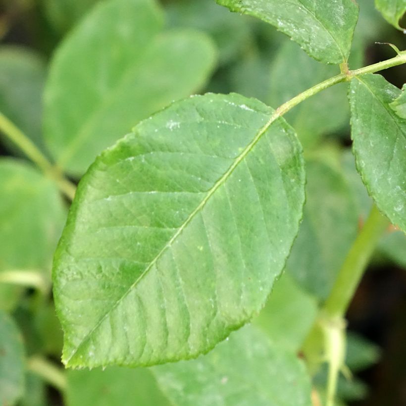 rosier grimpant Disting'O Orange  (Foliage)
