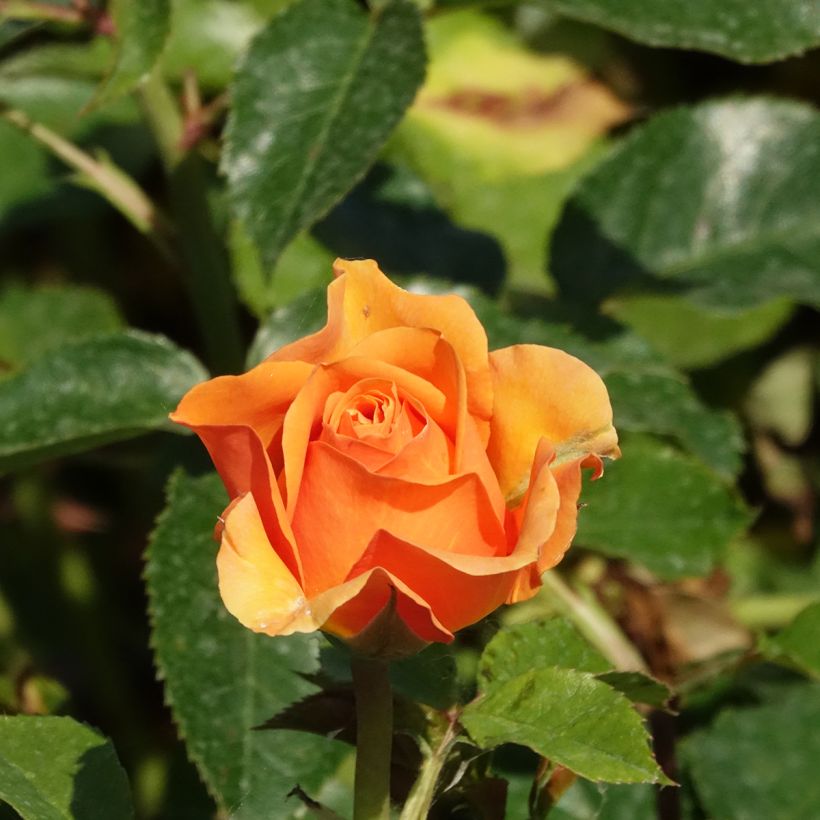 rosier grimpant Disting'O Orange  (Flowering)