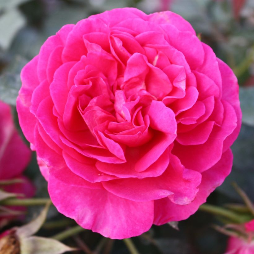 Rosier grimpant Dorothy Perkins (Flowering)