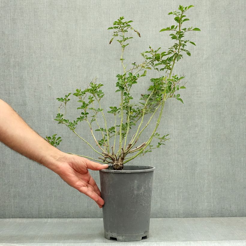Example of Rosier grimpant Dorothy Perkins Pot de 4L/5L as you get in ete