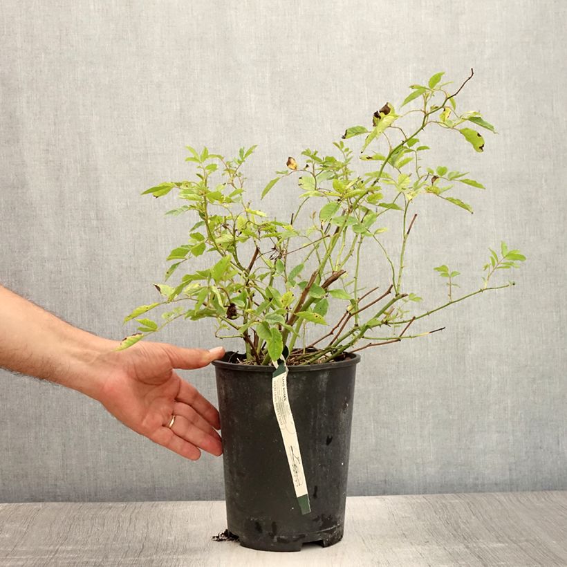 Example of Rosier grimpant Frau Eva Schubert Pot de 4L/5L as you get in ete