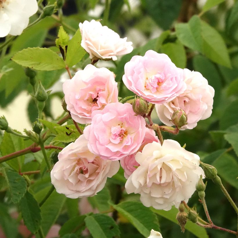 Rosier grimpant Frau Eva Schubert (Flowering)