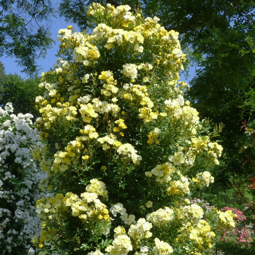 Rosier grimpant Golden Age (Plant habit)