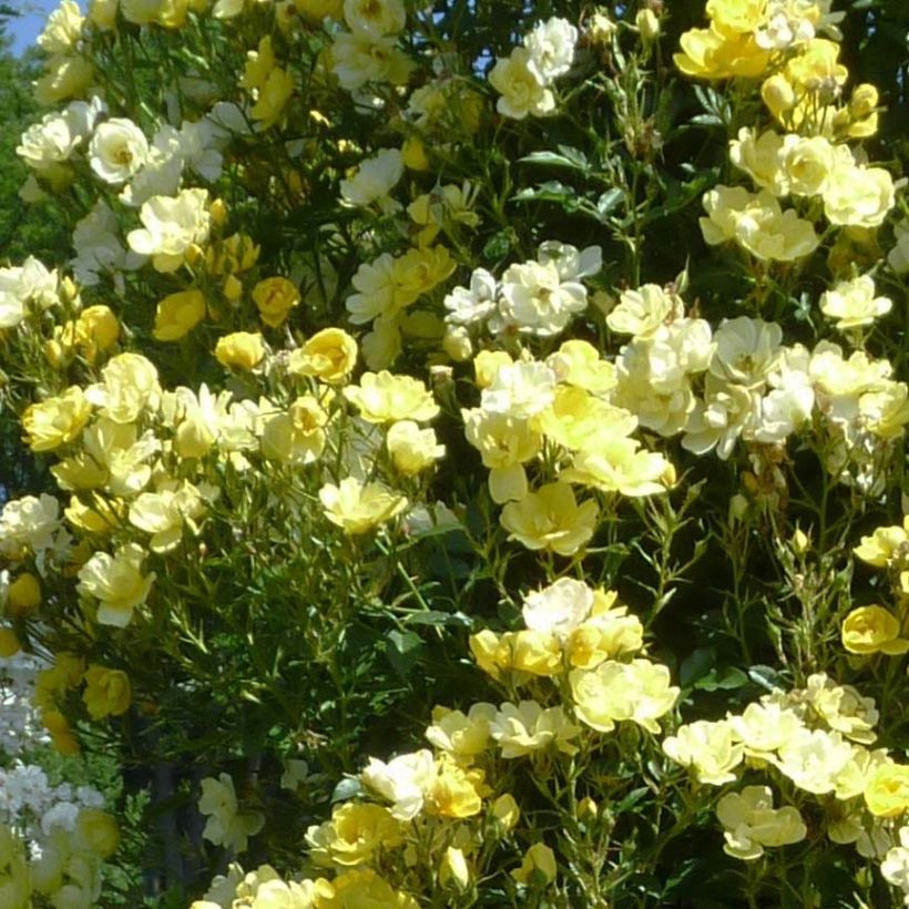Rosier grimpant Golden Age (Flowering)