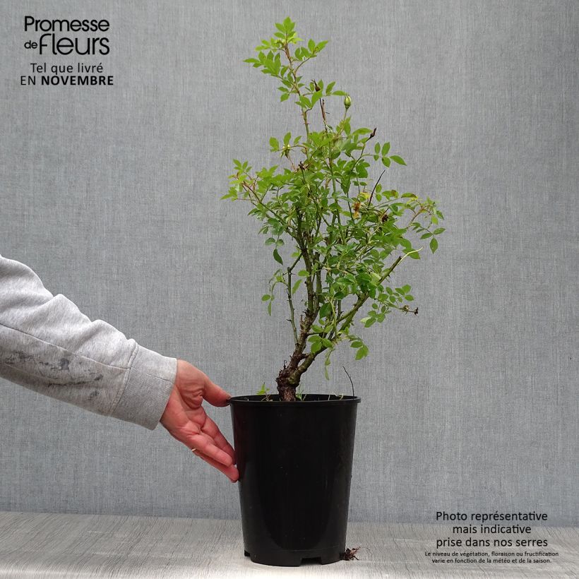 Example of Rosier grimpant Golden Age Pot de 4L/5L as you get in automne