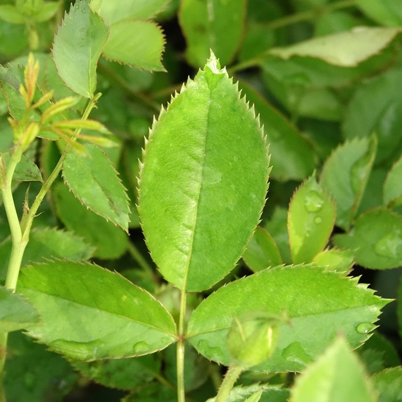 Rosier grimpant Golden Pareo Meipiyou (Foliage)