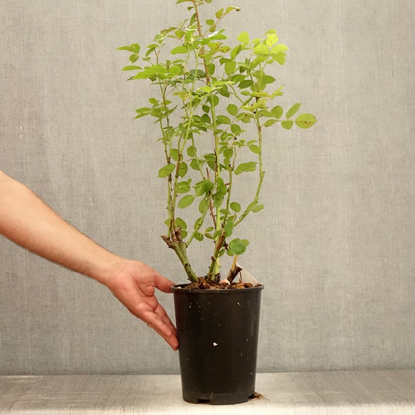 Example of Rosier grimpant Golden Pareo Meipiyou Pot de 4L/5L as you get in ete