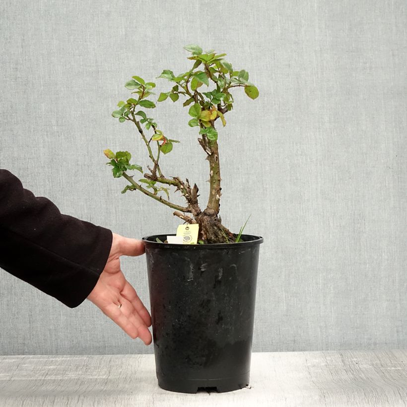 Example of Rosier grimpant Hanabi Pot de 4L/5L as you get in automne