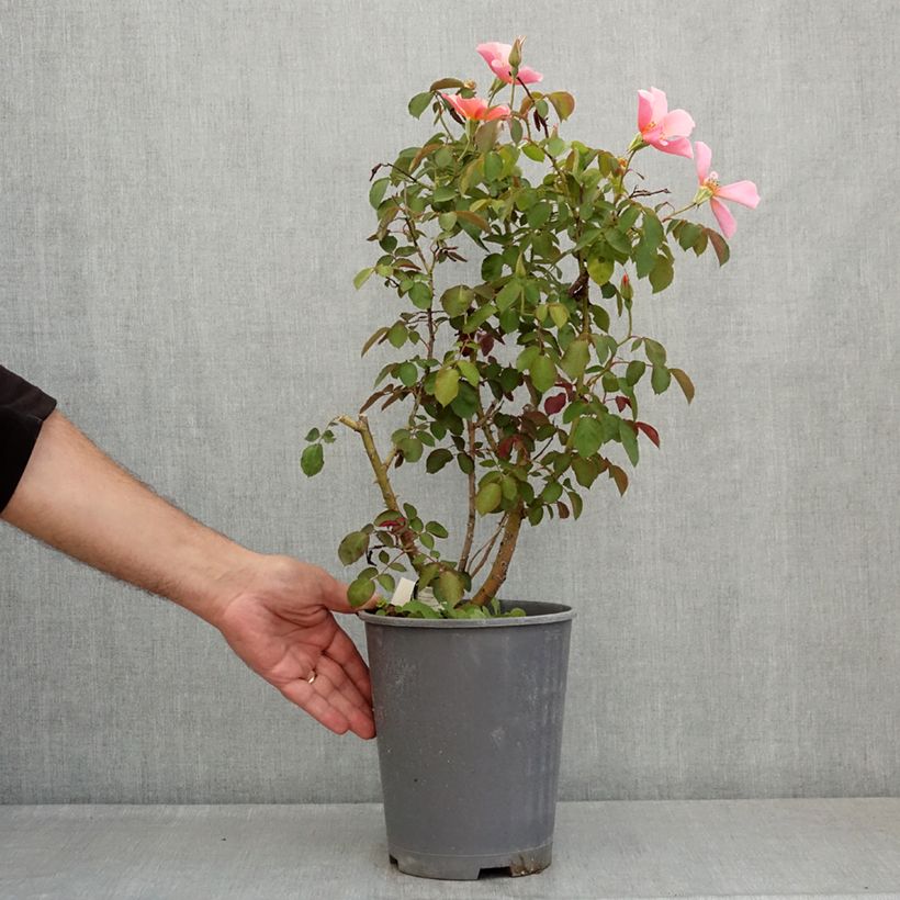 Example of Rosier grimpant Lens Flair Pot de 4L/5L as you get in ete