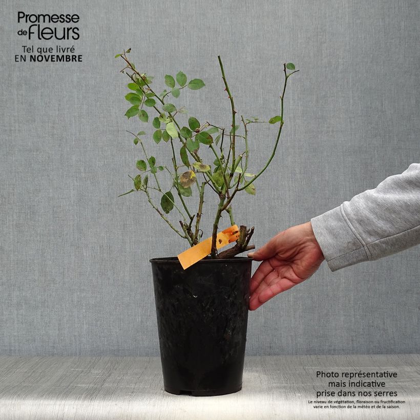 Example of Rosier grimpant Mini Pierre de Ronsard - Mini Eden Rose Pot de 4L/5L as you get in automne