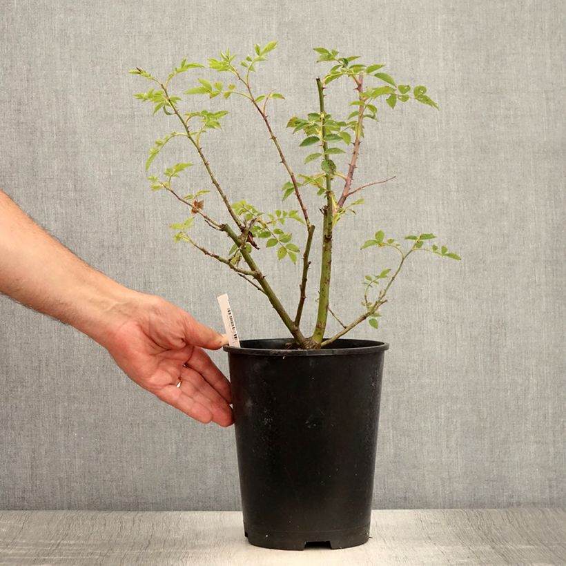 Example of Rosier grimpant Mme Gregoire Staechelin Pot de 4L/5L as you get in ete