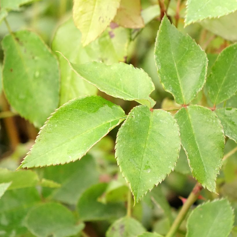 Rosier grimpant Orienta Aladdin (Foliage)