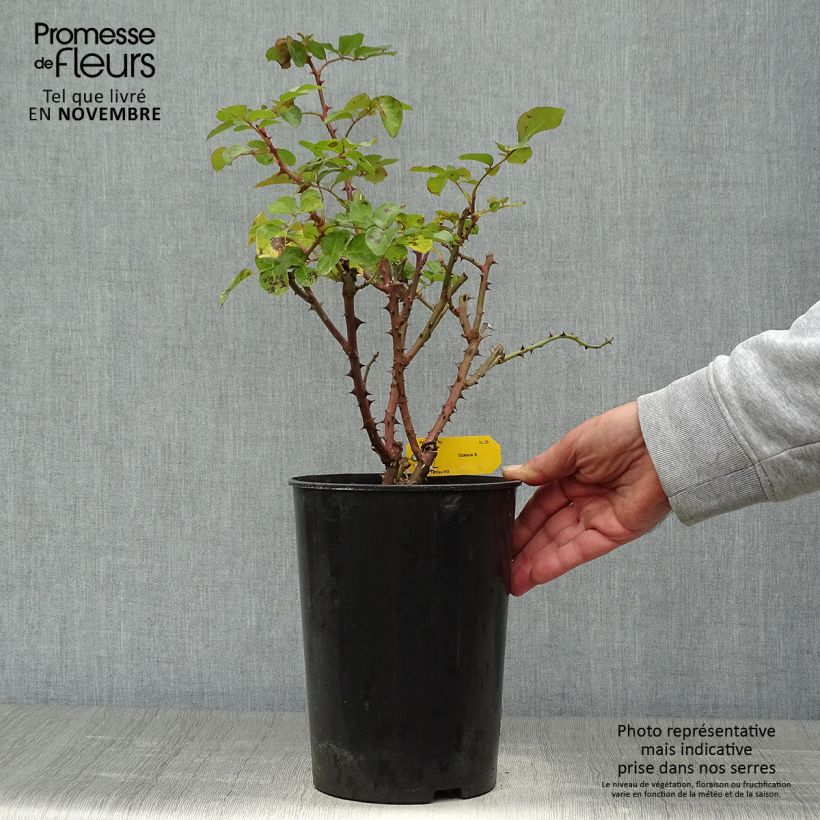 Example of Rosier grimpant Ozeana Pot de 4L/5L as you get in automne