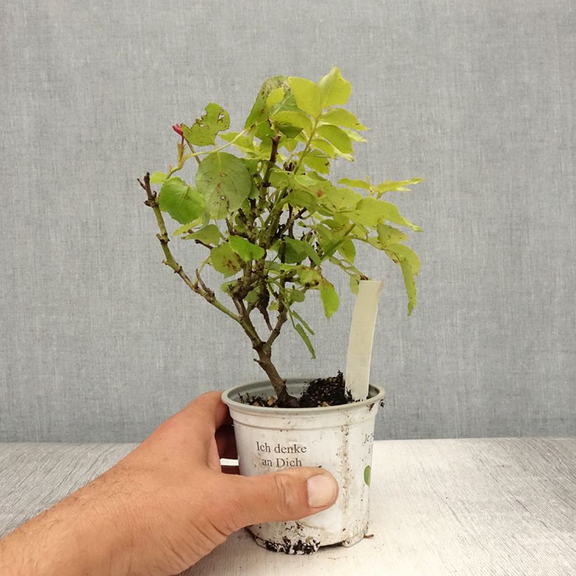 Example of Rosier grimpant Palais Royal  Pot de 10 cm/11cm as you get in ete