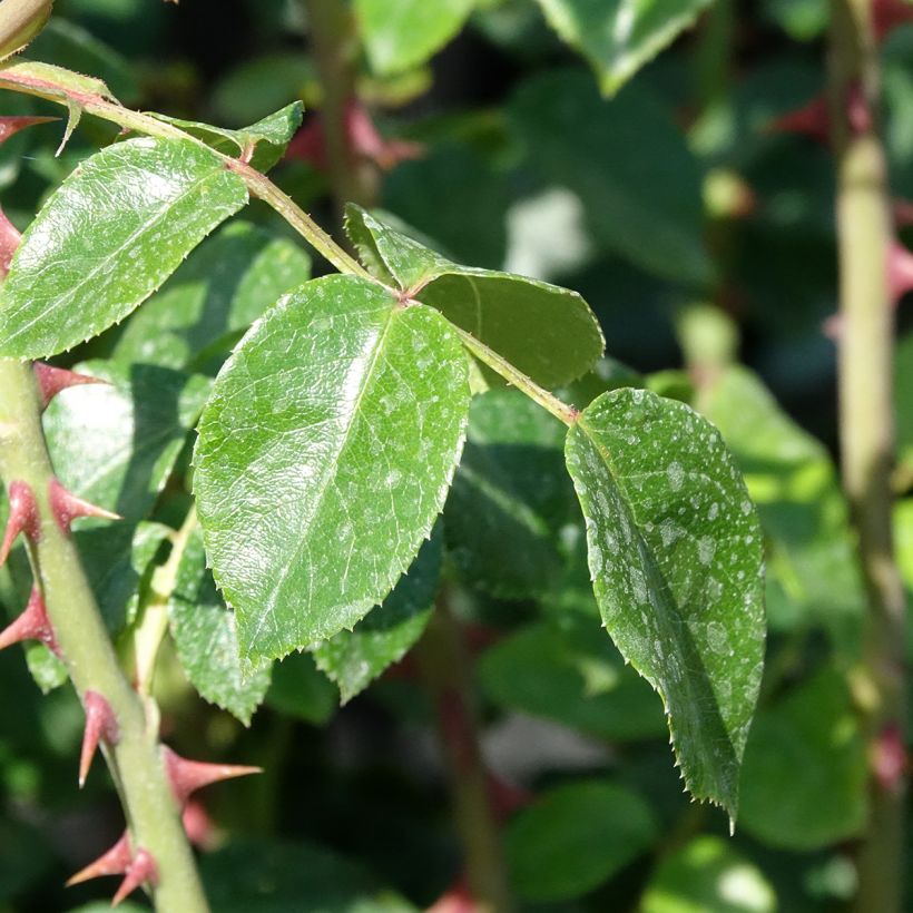 Rosier grimpant Penny Lane (Foliage)