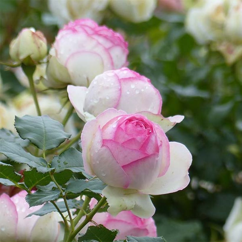 Rosier grimpant Pierre de Ronsard (Flowering)