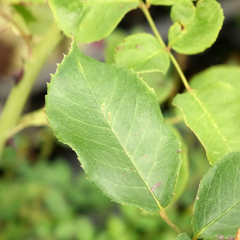 Rosier grimpant Pink Cloud (Foliage)