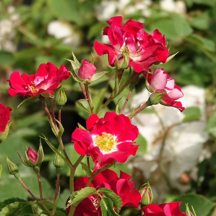 Rosier grimpant Rambling Rosie (Flowering)