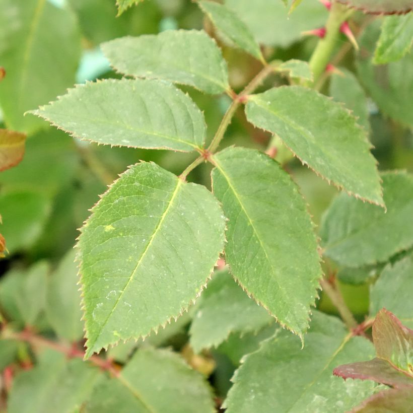 Rosier grimpant Rose de Tolbiac (Foliage)