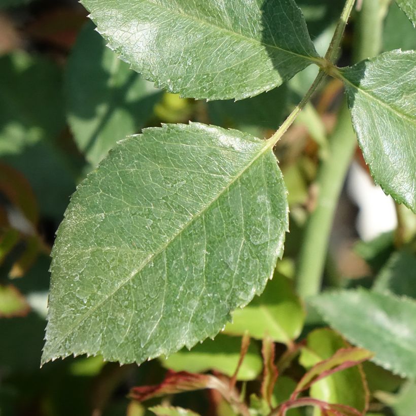 Rosier grimpant Sabrina (Foliage)