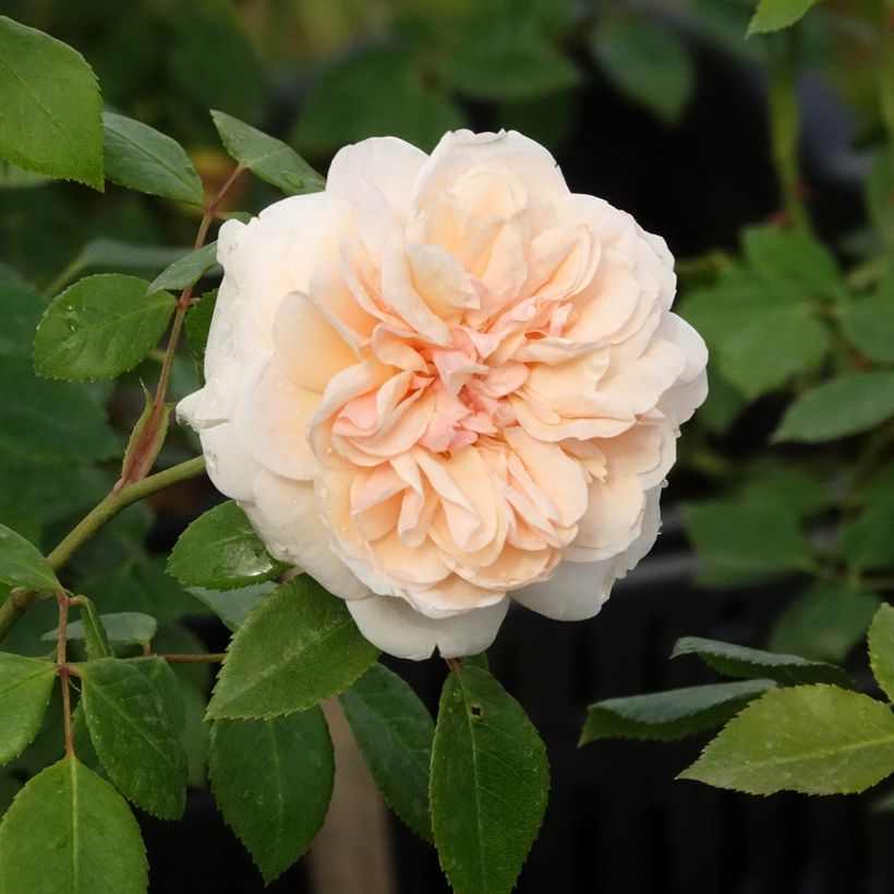 Rosier grimpant Sabrina (Flowering)