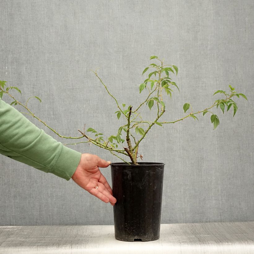 Example of Rosier grimpant Seagull Pot de 4L/5L as you get in ete