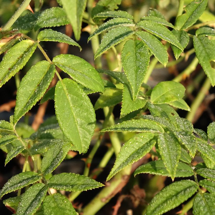 Rosier grimpant Seagull (Foliage)