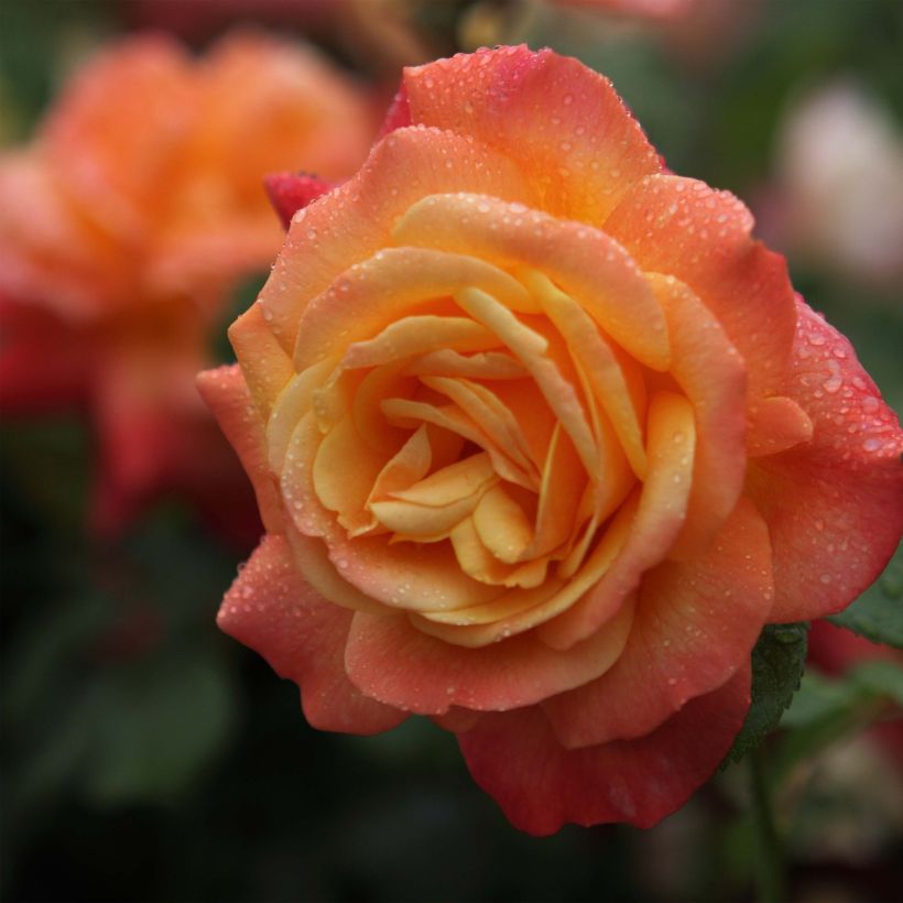 Rosier grimpant Shining Beauty (Flowering)