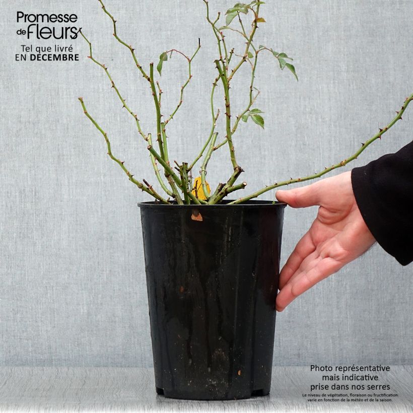 Example of Rosier grimpant Siluetta Crimson Pot de 4L/5L as you get in automne