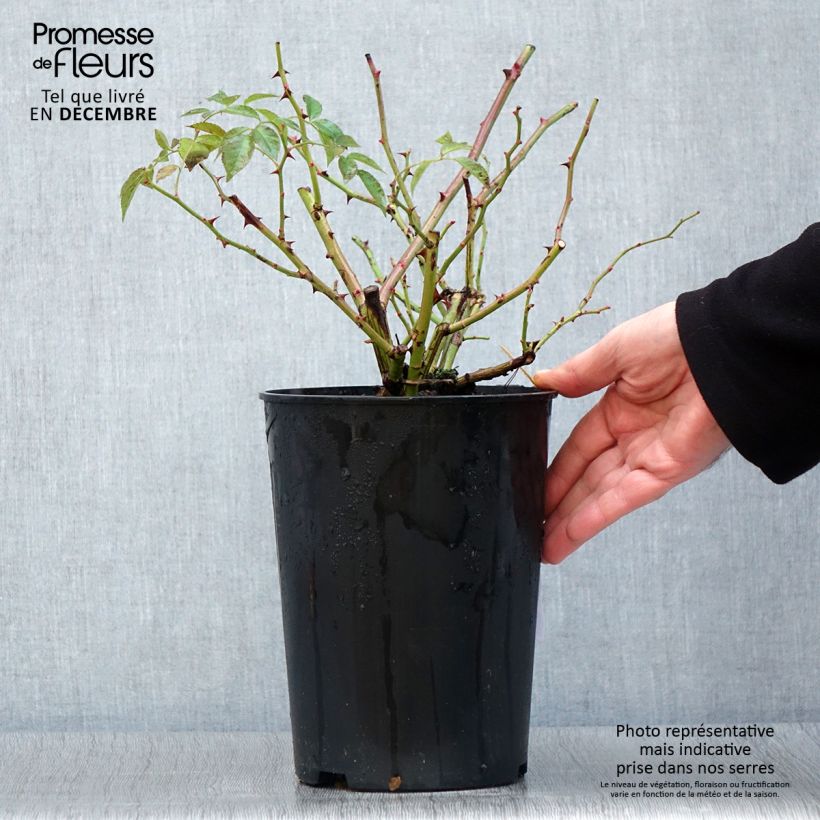 Example of Rosier grimpant Siluetta Lavender Pot de 4L/5L as you get in automne